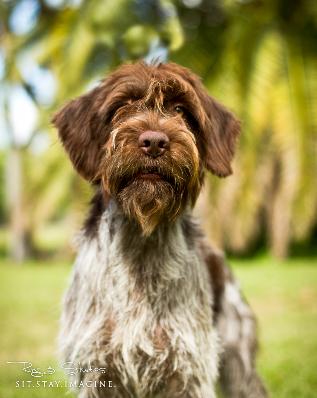 Sitting Wired Haired Pointing Griffon