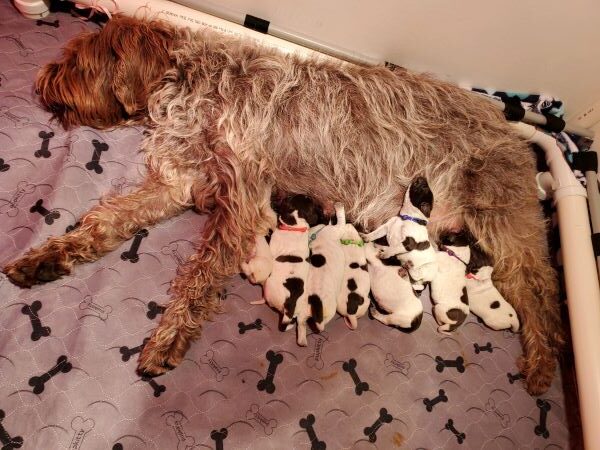 wired haired pointing griffon laying on her side feeding her 6 pups