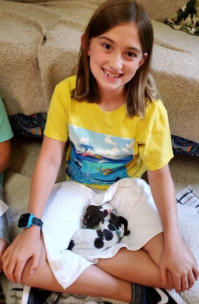 young girl with two wired hair pointing griffon puppies in her lap