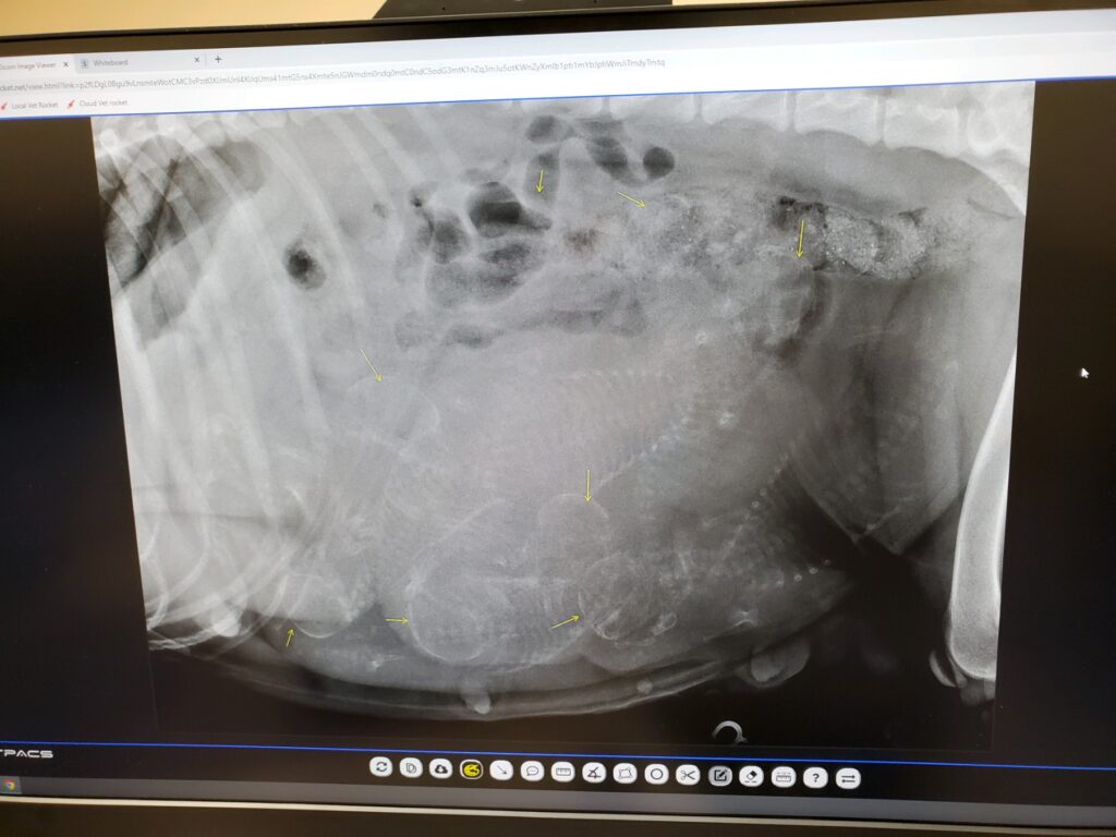 Ultrasound image of pregnant wired haired pointing griffon with arrows pointing to the puppies