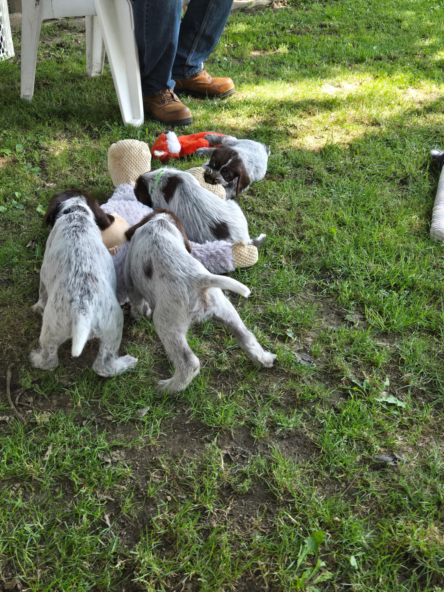 Six Week Pups